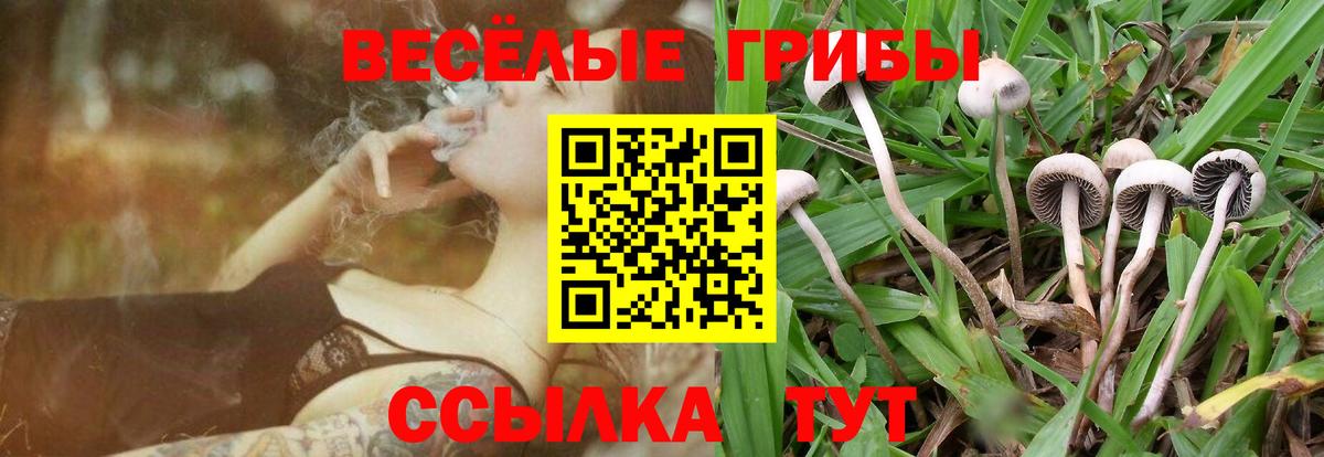 Псилоцибиновые грибы Psilocybine cubensis  Вход с VPN  Псилоцибиновые грибы прущие грибы  Саянск 